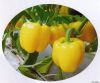 供应黄奥冠—甜椒种子
