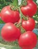 供应金棚10号-番茄种子