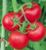 供应金棚11号-番茄种子