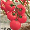供应中研998-番茄种子