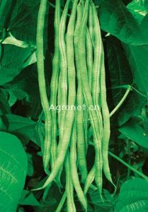 供应精选泰国架豆——架豆种子