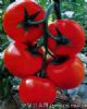 供应利亚纳—番茄种苗