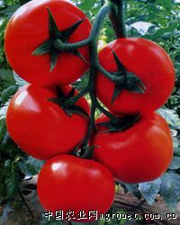 供应利亚纳—番茄种苗
