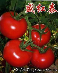 供应大红盛红太—番茄种苗
