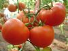 供应中宝—番茄种子