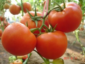 供应中宝—番茄种子