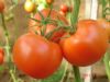 供应维多利—番茄种子