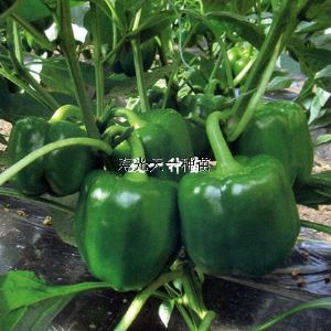 供应领袖方椒—甜椒种苗