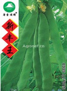 供应新丰王-豌豆种子