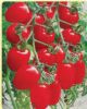 供应精品红玉女—番茄种子