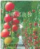 供应精品粉玉女—番茄种子