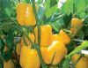 供应黄菲特（黄色）-甜椒种子