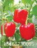 供应五彩椒种子红威尔（红色）—进口甜椒种子