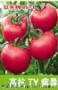 供应以色列85-1－番茄种子