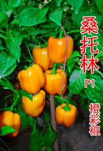 供应桑托林F1—橙彩椒种子