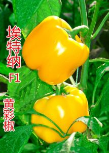 供应埃特纳F1—黄彩椒种子