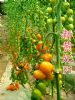 供应新黄妃—水果番茄种子
