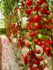 供应新红妃—水果番茄种子