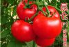 供应昆仑—硬果番茄种子