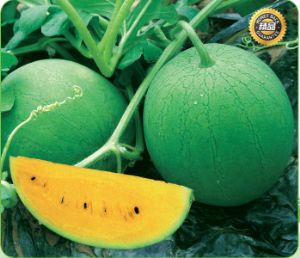 供应绿橙—西瓜种子