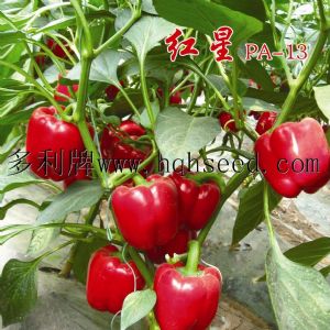 供应红星（PA-13）——甜椒种子