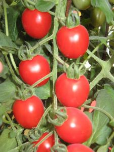 供应斯诺克（抗TY病毒）—番茄种子