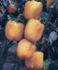 供应黄钻—甜椒种子