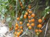 供应金海岸F1-樱桃番茄种子