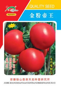 供应金粉帝王—番茄种子