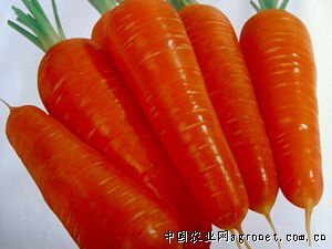 供应红秀玲—胡萝卜种子