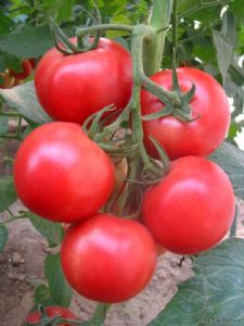 供应凯迪拉—粉果大番茄种子