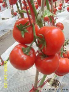 供应力盈—番茄种子