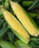 供应超甜玉米库瑞斯—菜用玉米种子