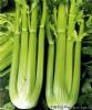 供应美国皇玛西芹F1(口感极佳）—芹菜种子