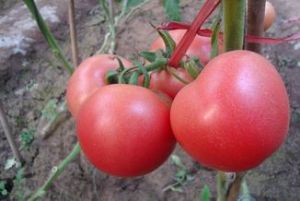供应双抗优胜—番茄种子