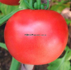 供应金斯盾F1（抗TY病毒）—番茄种子