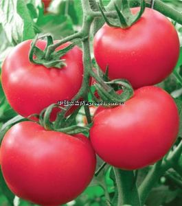 供应粉宝F1（高抗TY病毒新品种）—番茄种子