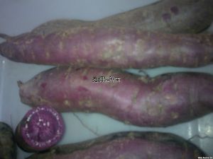 供应紫薯—甘薯种子