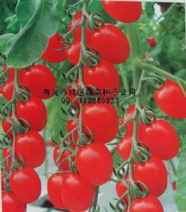 供应樱桃番茄—番茄种子
