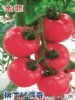 供应金菲番茄—番茄种子