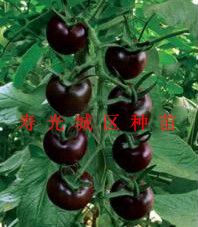 供应黑色—番茄种子
