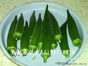 供应卡里巴（日本进口）－黄秋葵种子