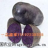 供应脱毒紫土豆