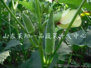 供应台湾五福新鲜黄秋葵