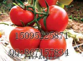 供应先正达齐达利高抗TY—番茄种子