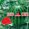 供应日本早花蜜—西瓜种子