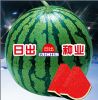 供应日本佳丽—西瓜种子