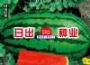 供应日出巨龙—西瓜种子