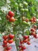 供应以色列耐克009（高抗TY病毒大红）—番茄种子