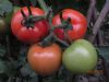 供应荷兰1618F1—番茄种子